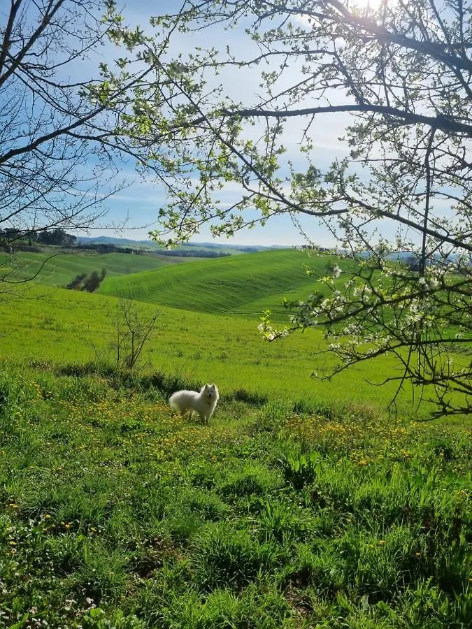 Gli Ulivi Di Siena Villa